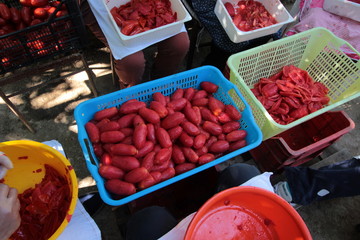 Cassette piene di pomodori pelati da lavorare