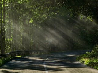 Obraz premium forest