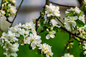 There are a lot of white blossoms on the Apple tree. Fluffy delicate petals on thin branches and green leaves. Spring mood and beautiful nature.