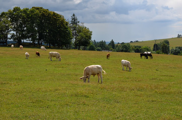 cow and calf on pasture feeding green grass
