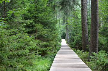 wooden footbridge over peat bog and swamp tourist path