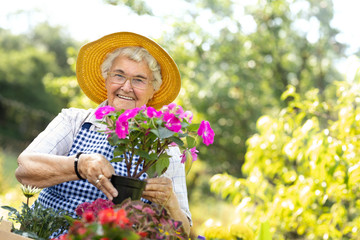 Senior woman enjoy in tends and cultivation of flowers