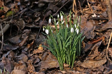 Schneeglöckchen (Galanthus nivalis).