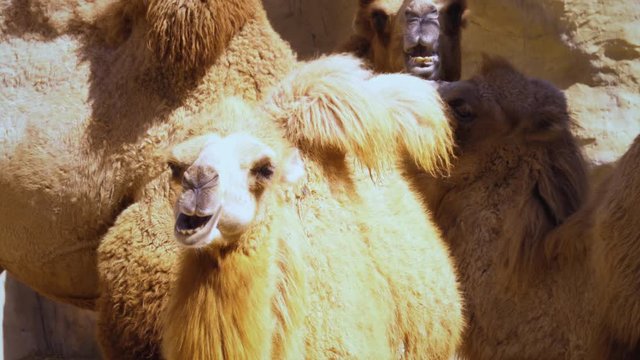 Chewing camel family