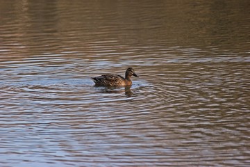 Weibliche schwimmende Stockente (Anas platyrhynchos)