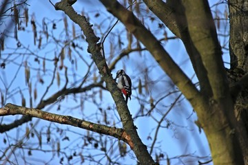 Weiblicher Buntspecht (Dendrocopos major) auf Nahrungssuche im Baum