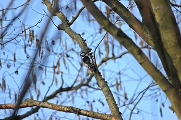 Weiblicher Buntspecht (Dendrocopos major) auf Nahrungssuche im Baum