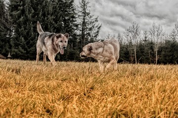 lion and lioness in serengeti