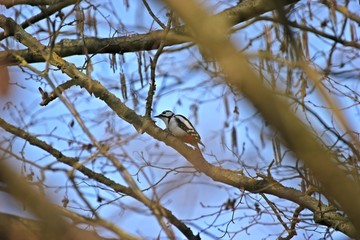 Weiblicher Buntspecht (Dendrocopos major) auf Nahrungssuche im Baum