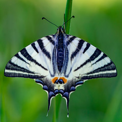 Swallowtail  butterfly on a green stem white black green background