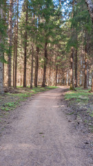 Fototapeta na wymiar Forest in early spring in the central part of Sweden. selective focus