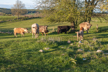 Cows grazing on a lovely green pasture in the Sweden.