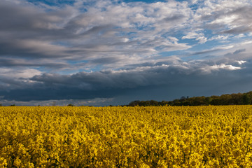 Fototapeta premium beautiful rapeseed field and cloudy sky in the spring in Oland, Sweden, selective focus