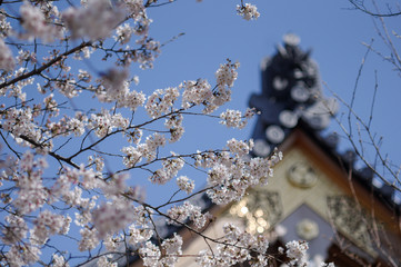 日本の桜と寺院の屋根