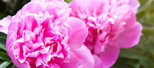 Peonies in dew after the rain. Beautiful spring flowers in the nature.
