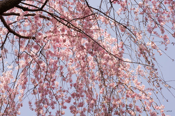 日本の枝垂れ桜