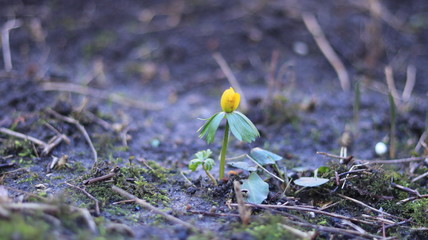 Anomalies of nature. Flowers in the winter. Unusual winter. Russia Kaliningrad 02/06/2020