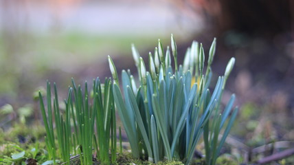 Anomalies of nature. Flowers in the winter. Russia Kaliningrad 02/06/2020