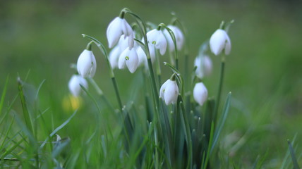  Anomalies of nature. Flowers in the winter. Russia Kaliningrad 02/06/2020