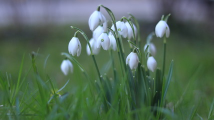 Anomalies of nature. Flowers in the winter. Unusual winter . Russia Kaliningrad 02/06/2020