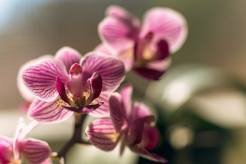 Obraz premium Close-up of beautiful pink phalaenopsis orchid flower blooms