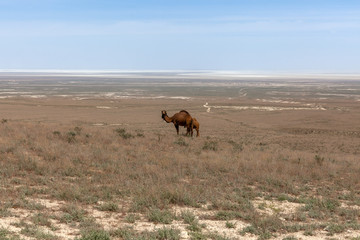 camels in the Ustyurt Plateau. District of Boszhir. The bottom of a dry ocean Tethys. Rocky remnants. Kazakhstan
