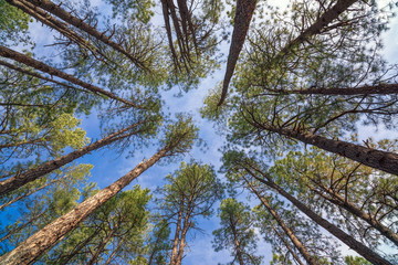 Fototapeta premium Looking up through pine trees in a forest