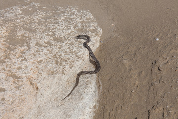 water snake crawls on the sand. water snake crawls on the sand.