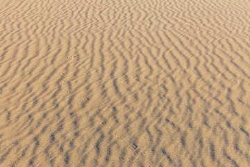 Sand Texture. Background from fine sand. Sand background. selective focus