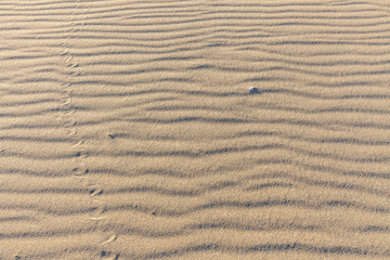 Traces of animals in the sand. Sand Texture. Background from brown sand.