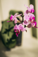 Close-up of beautiful pink phalaenopsis orchid flower blooms