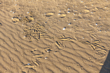 Traces of snake in the sand. Sand Texture. Background from brown sand. selective focus