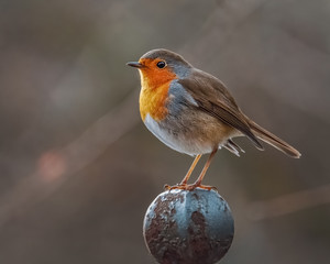 Rotkehlchen auf dem Zaunpfahl