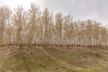 Birch trees with fresh green leaves in spring. Russia. Selective focus