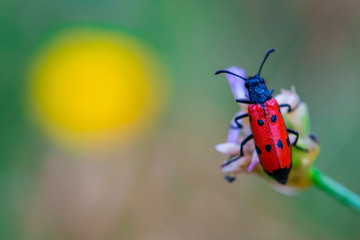 Red bug on a flower looking in the yellow