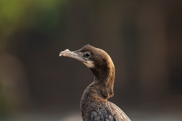 Closeup of Cormorant