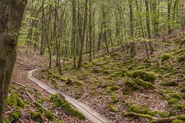 Obraz premium Misty spring beech forest in a nature reserve in southern Sweden, selective focus