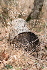 stump in the forest