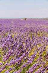 Amazing blooming lavender fields in Spain. With a bee perching on a flower in the center of the photo, very high definition. Vertical photo.