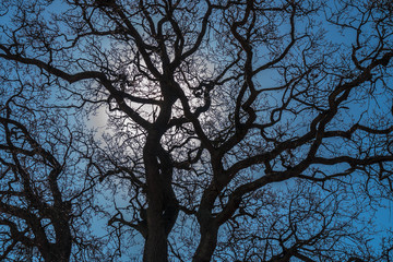 sun shines through the branches of trees, selective focus