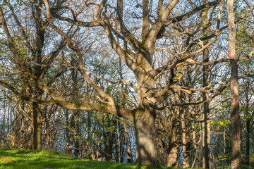 Old tree with sprawling branches. Central Sweden, selective focus
