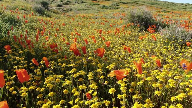 ugs Eye View Poppy Flowers Super Bloom in Antelope Valley California 