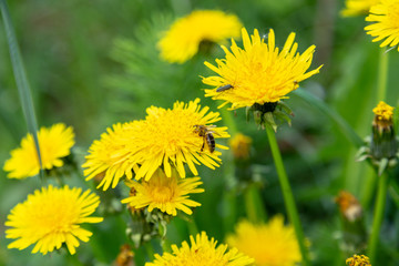 Working bee on a most popular springtime flower dandelion. Canonical lush spring foliage background.