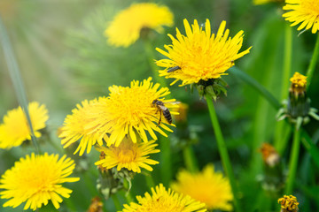Working bee on a most popular springtime flower dandelion. Canonical lush spring foliage background.