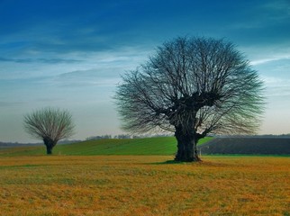 Fototapeta premium forest