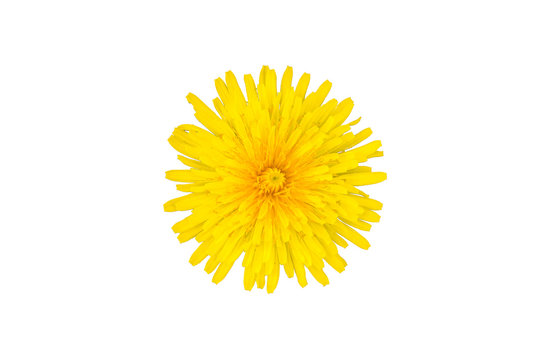 Dandelion yellow cut out flower isolated on a white background