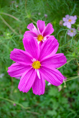Obraz premium Garden Cosmos flower grows in the backyard background.