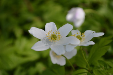 flowers in the forest