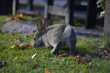 wild bunny