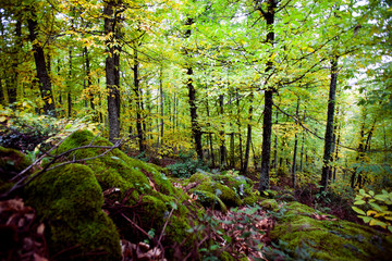 lush forest with bright colors in autumn